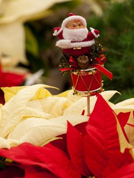 Rows of red and white poinsettia plants being grown at a Colorado nursery in preparation for the holiday season.