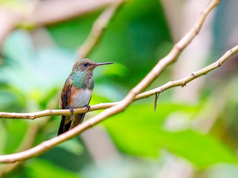 Snowy bellied hummingbird perched on a tree in Panama