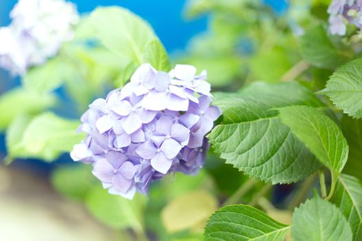 Fresh hortensia bright blue flowers on green leaves blur background