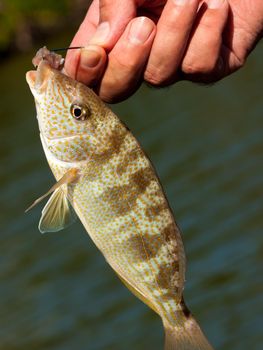 Small tropical fish on a hook.