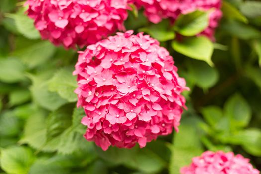 Close Up Light Pink Hortensia Fresh Flowers Blur Background