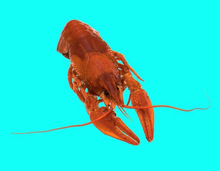 freshly brewed red crayfish, on a blue background in isolation