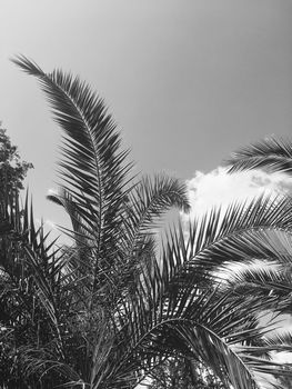 Tropical nature, vintage backdrop and summer vacation concept - Palm tree leaves and the sky, summertime travel background