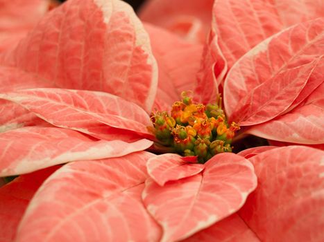 Rows of red poinsettia plants being grown at a Colorado nursery in preparation for the holiday season.