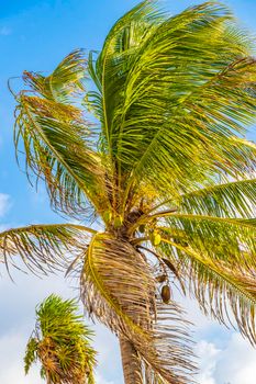 Tropical natural mexican palm tree with coconuts and blue sky background in Playa del Carmen Quintana Roo Mexico.