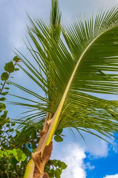 Tropical natural mexican palm tree with coconuts and blue sky background in Playa del Carmen Quintana Roo Mexico.