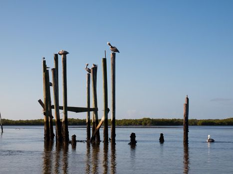 Brown pelicans at the Chokoloskee Island.