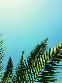 Tropical nature, vintage backdrop and summer vacation concept - Palm tree leaves and the sky, summertime travel background