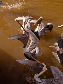 Brown pelicans at the Chokoloskee Island.