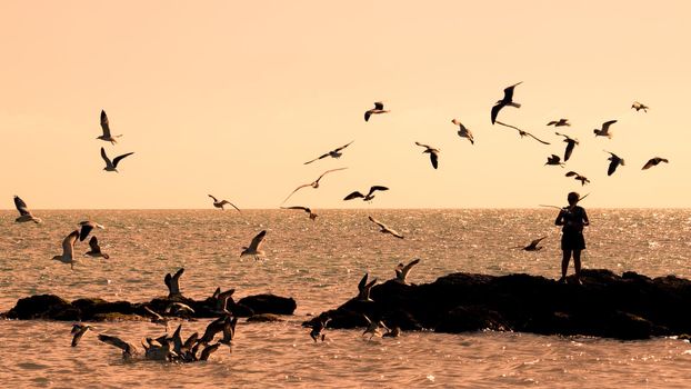 Feeding seagulls at Smathers Beach on Key west, Florida.