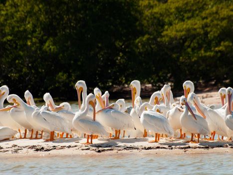 White pelicans at the Chokoloskee Island.