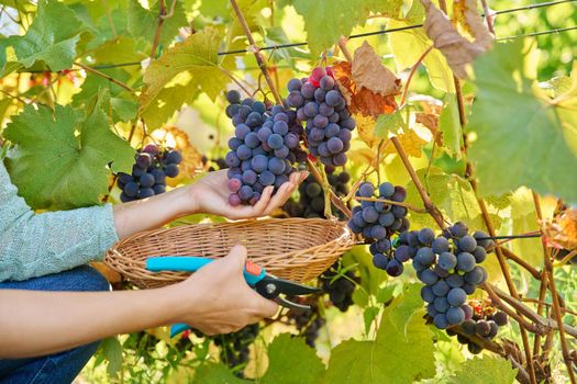 Close-up of woman hand cutting with secateurs harvest of dark blue organic ripe grapes in summer autumn vineyard. Agriculture harvesting farming, natural eco fruits food, healthy eating concept