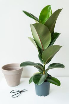 Transplantation of elastic ficus (rubber fig) in the home interior. Home decor and gardening concept