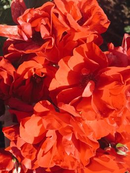 Flowers in bloom, beautiful nature and romantic bouquet concept - Coral blooming garden rose flower at sunset, floral beauty background