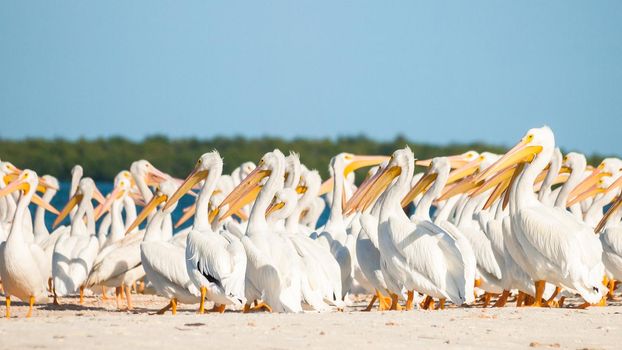 White pelicans at the Chokoloskee Island.