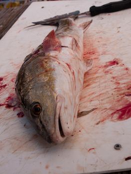 Fisherman cleaning his fresh catch of the day.