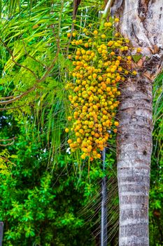 Tropical natural mexican palm tree with palm dates fruits and blue sky background in Playa del Carmen Quintana Roo Mexico.