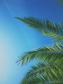 Tropical nature, vintage backdrop and summer vacation concept - Palm tree leaves and the sky, summertime travel background