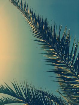 Tropical nature, vintage backdrop and summer vacation concept - Palm tree leaves and the sky, summertime travel background