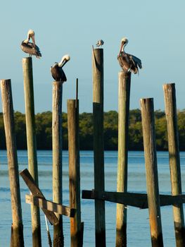 Brown pelican at the Chokoloskee Island.