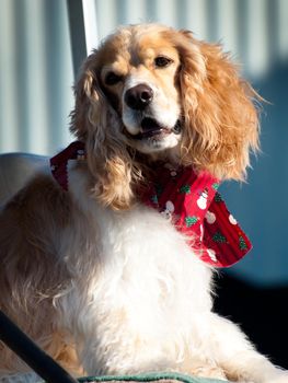 Cocker spaniel with Christmas scarf in Florida.