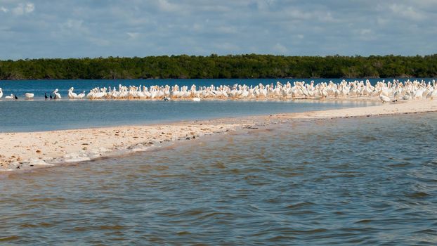 White pelicans at the Chokoloskee Island.