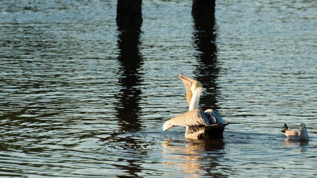 Brown pelican at the Chokoloskee Island.