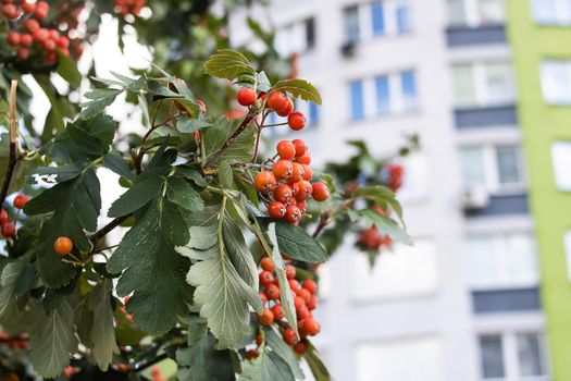 Red rowan berries with green leaves close up