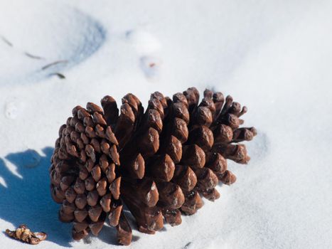 Pine cone in white sand on Mexico Beach, Florida.
