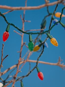 Christmas light on the tree.