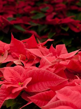 Rows of red poinsettia plants being grown at a Colorado nursery in preparation for the holiday season.