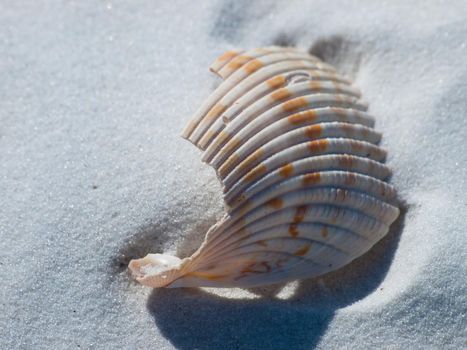 Ocean shell on Mexico Beach, Florida.