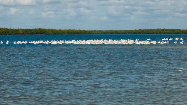 White pelicans at the Chokoloskee Island.