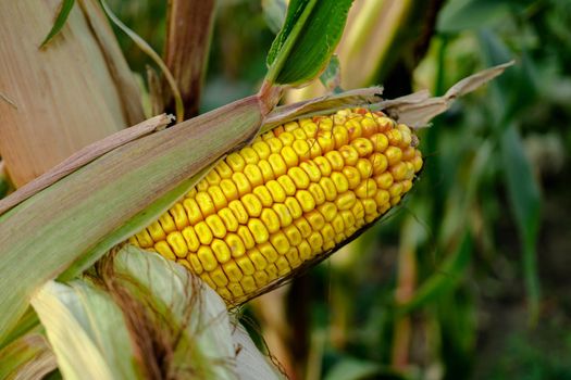 head of corn, half peeled, on the trunk ,of a plant