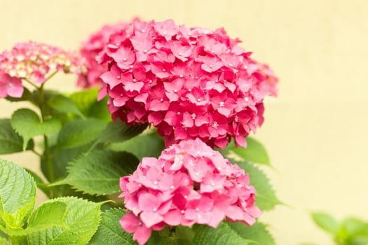 Close Up Light Pink Hortensia Fresh Flowers Blur Background