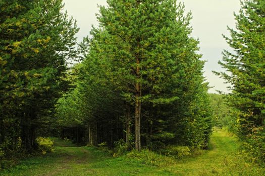 Large coniferous trees in the forest. Beauty of nature. Forest background.