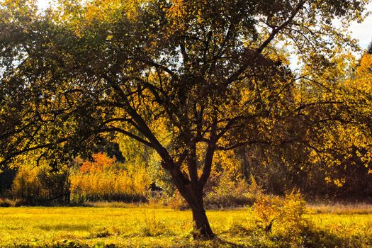 A large tree with yellow leaves close-up against a background of mixed forest. Autumn landscape.