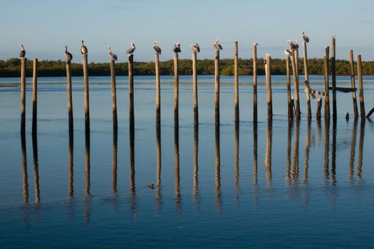 Brown pelican at the Chokoloskee Island.