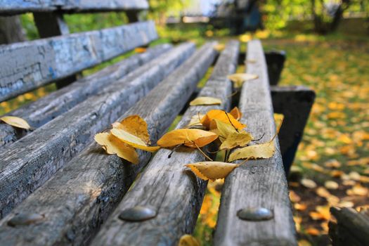Yellow leaves close-up on a bench in a city park. Autumn landscape.