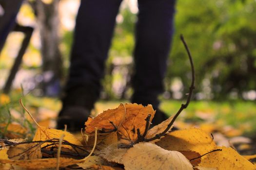 Women's legs in blue jeans and black sneakers against the background of autumn yellow-orange leaves. Blurred background.