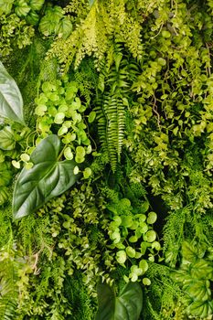 Natural textured background of green plants. The concept of natural plants.