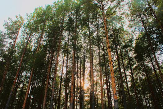 Large coniferous trees in the forest. Beauty of nature. Forest background.