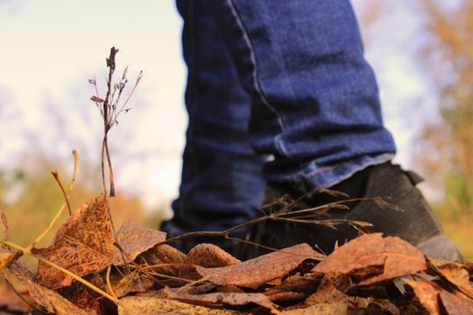 Women's legs in blue jeans and black sneakers against the background of autumn yellow-orange leaves. Side view.