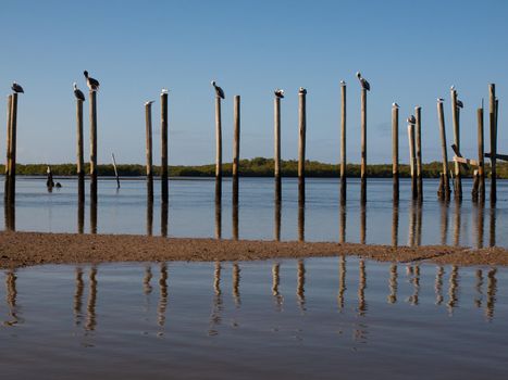 Brown pelicans at the Chokoloskee Island.
