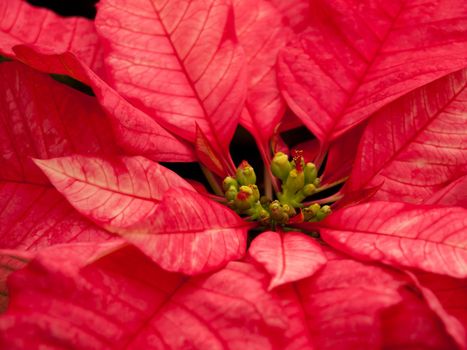Rows of red poinsettia plants being grown at a Colorado nursery in preparation for the holiday season.