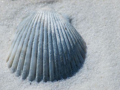 Ocean shell on Mexico Beach, Florida.