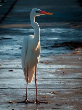 large white bird in South Florida.