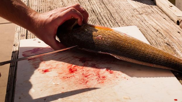 Fisherman cleaning his fresh catch of the day.