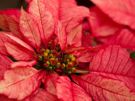 Rows of red poinsettia plants being grown at a Colorado nursery in preparation for the holiday season.