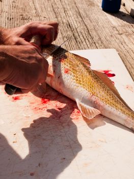 Fisherman cleaning his fresh catch of the day.